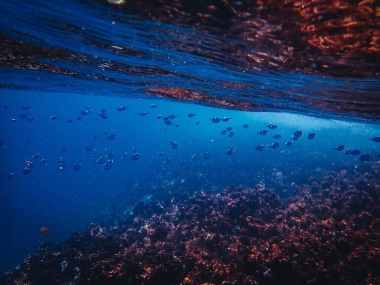 A beautiful shot of fishes swimming in the ocean