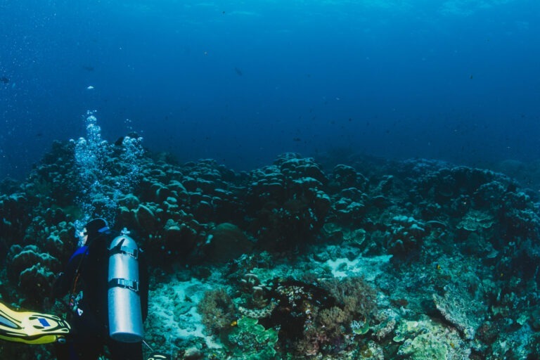 Scuba diver explore a coral reef